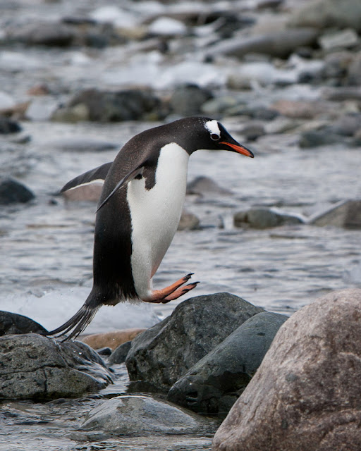photo of penguin