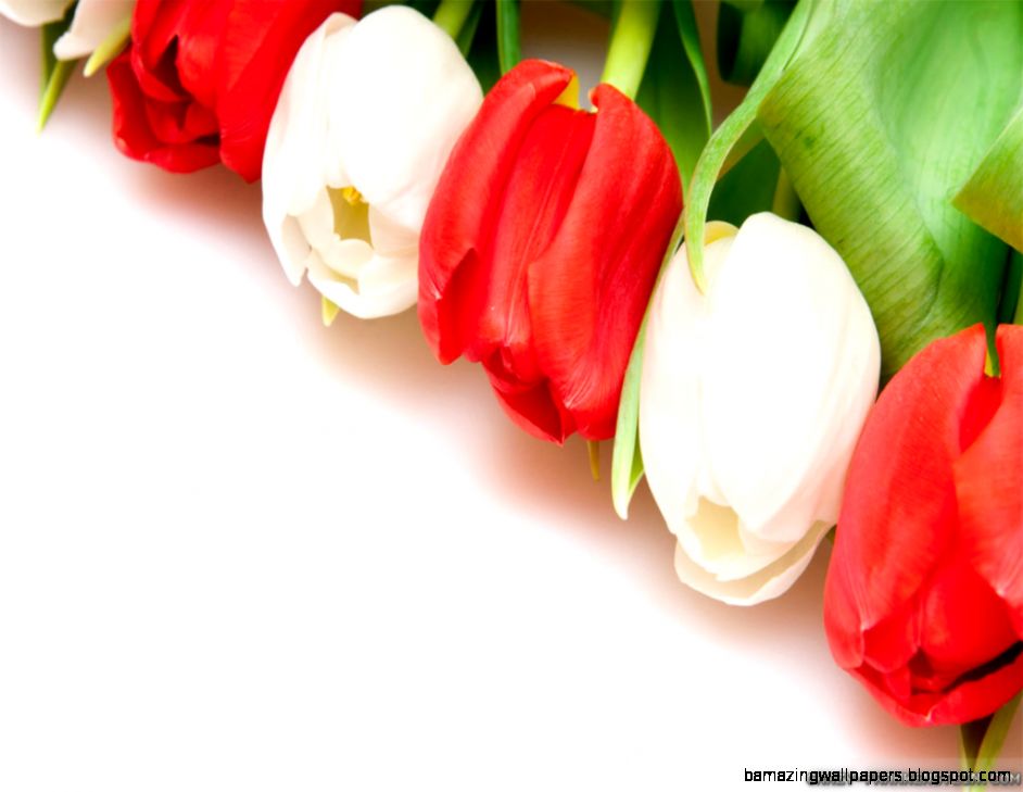 White Tulips wallpapers   Crazy Frankenstein White Tulips wallpapers   Crazy Frankenstein
