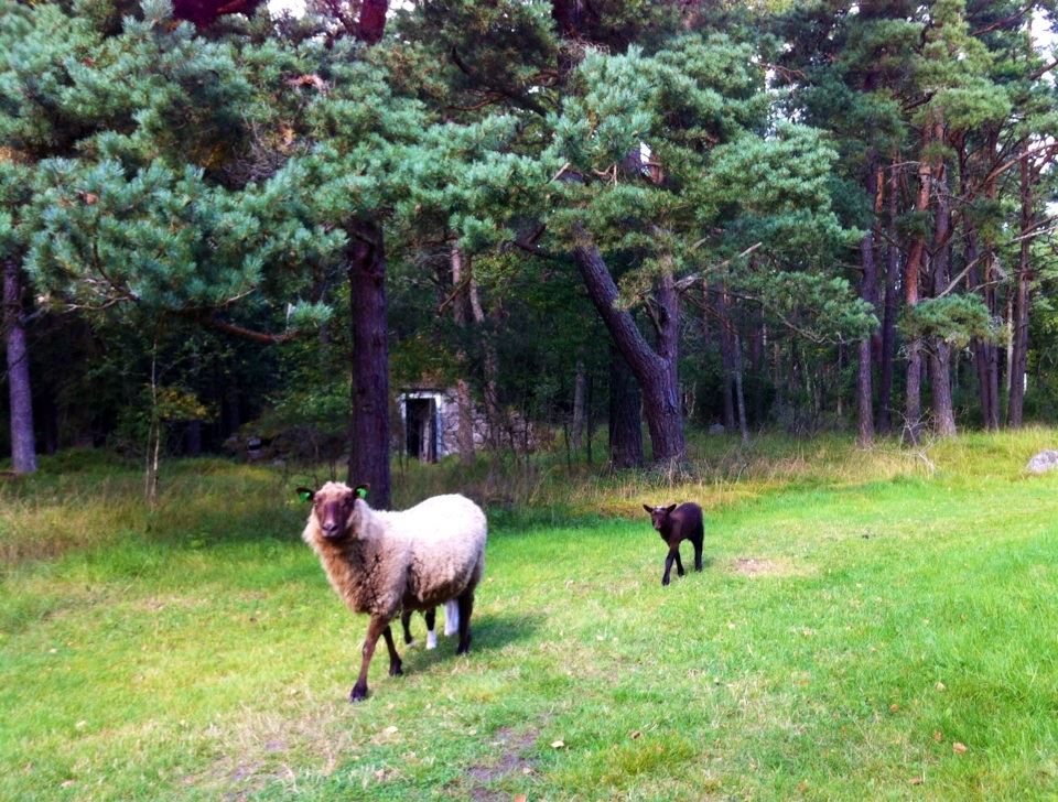 venäläinen pillu pari hakee miestä venäläinen pillu pari hakee miestä