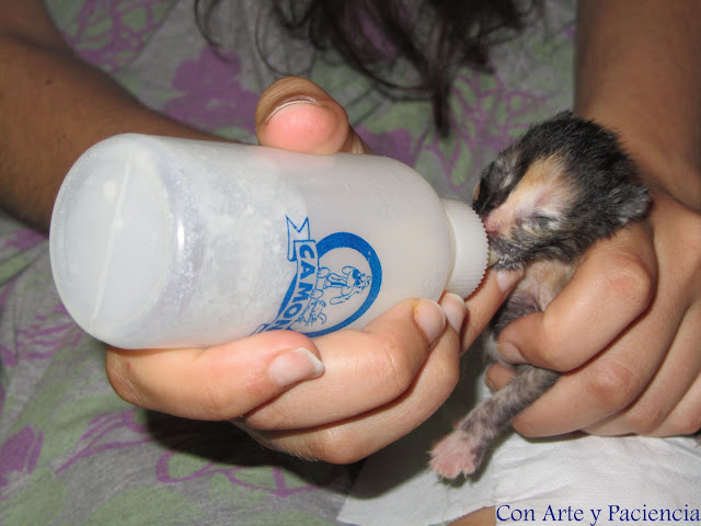 Gatitos, recién nacidos, consejos, mascotas, cuidados,