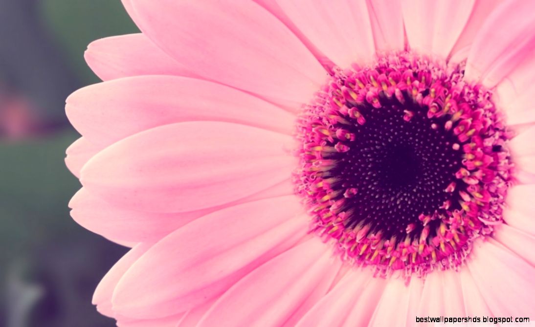 Pink Gerbera Daisy HD desktop wallpaper High Definition Pink Gerbera Daisy HD desktop wallpaper High Definition