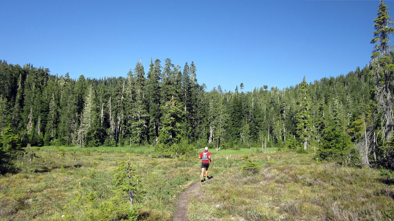 Seeking Ultra SkylineNorth Fork Quinault loop, Olympic National Park
