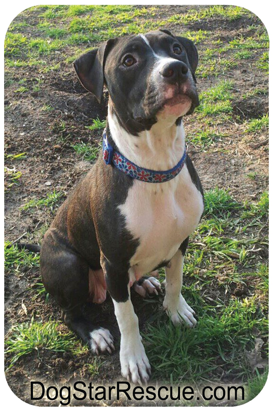 staffordshire pitbull mix