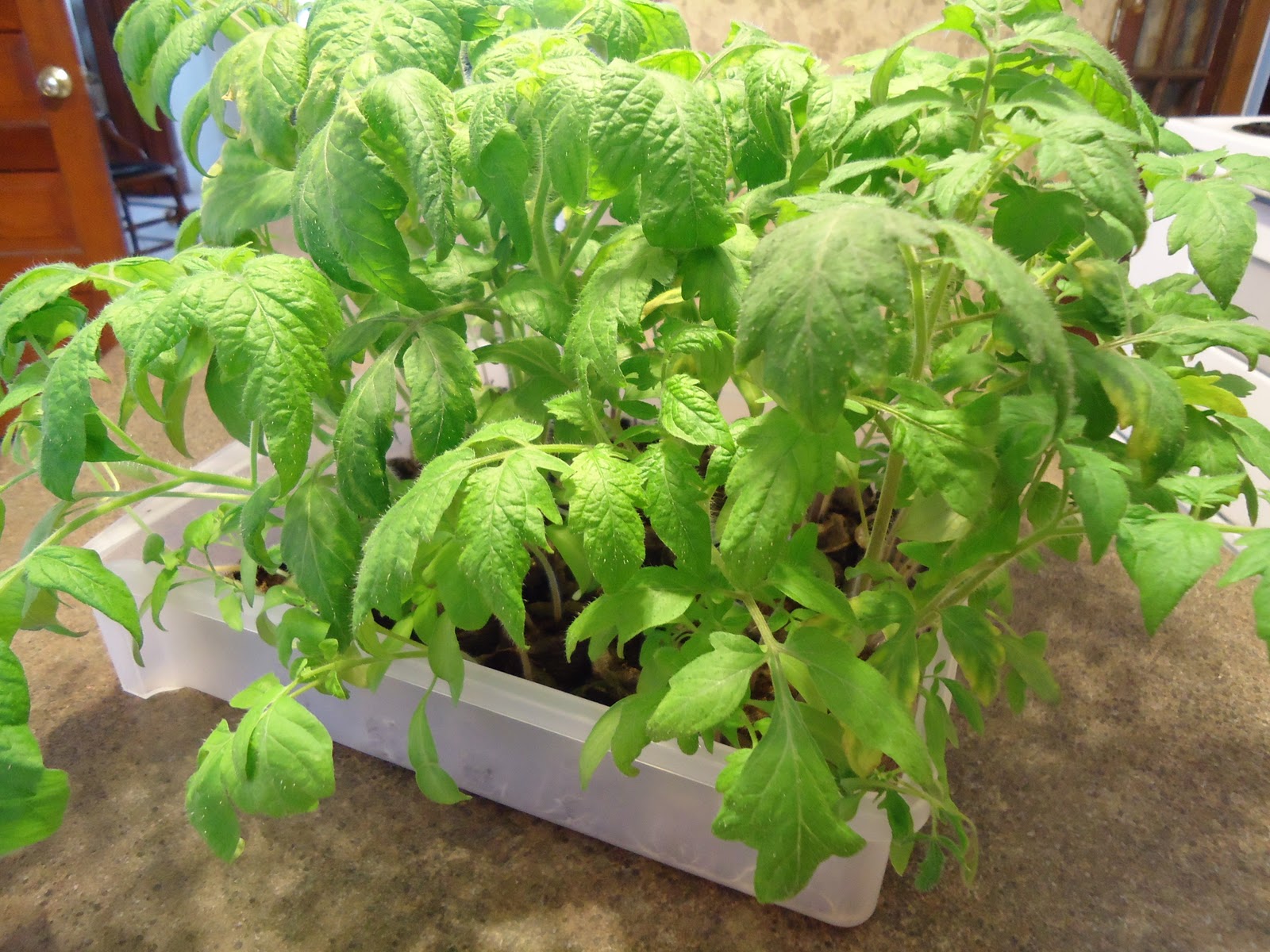 Katie's Kitchen Garden Potting Up Tomato Seedlings