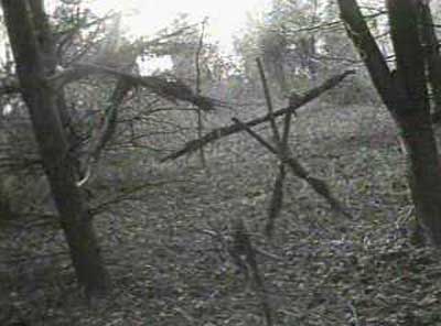 blair witch woods