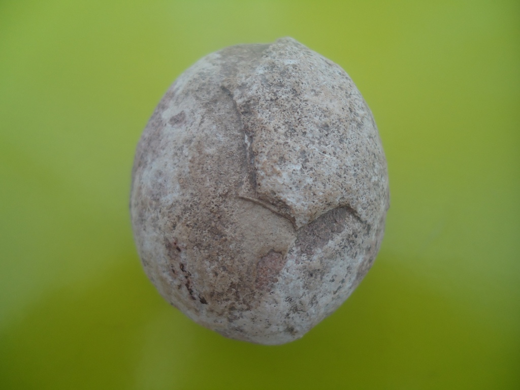 Fossils & Antiques Fossilized Dinosaur Egg