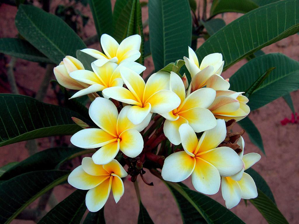 High Quality Flowers Collections HD Desktop Wallpaper Collections