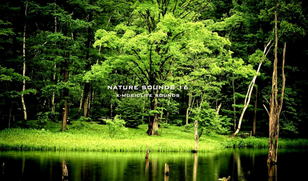 Nature Sound 16 THE MOST RELAXING SOUNDS YouTube Nature Sound 16 THE MOST RELAXING SOUNDS YouTube