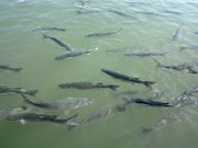 The waters of the marina were alive with fish of all sorts and sizes and the . (port d'alcudia )
