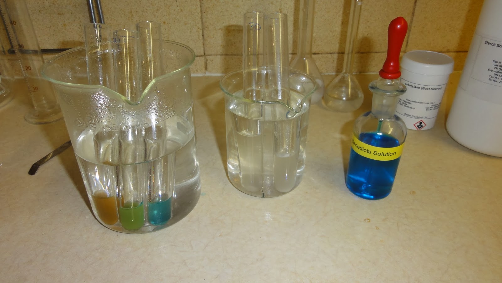 Starch Amylase Experiment