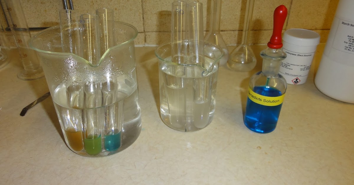 Starch Amylase Experiment