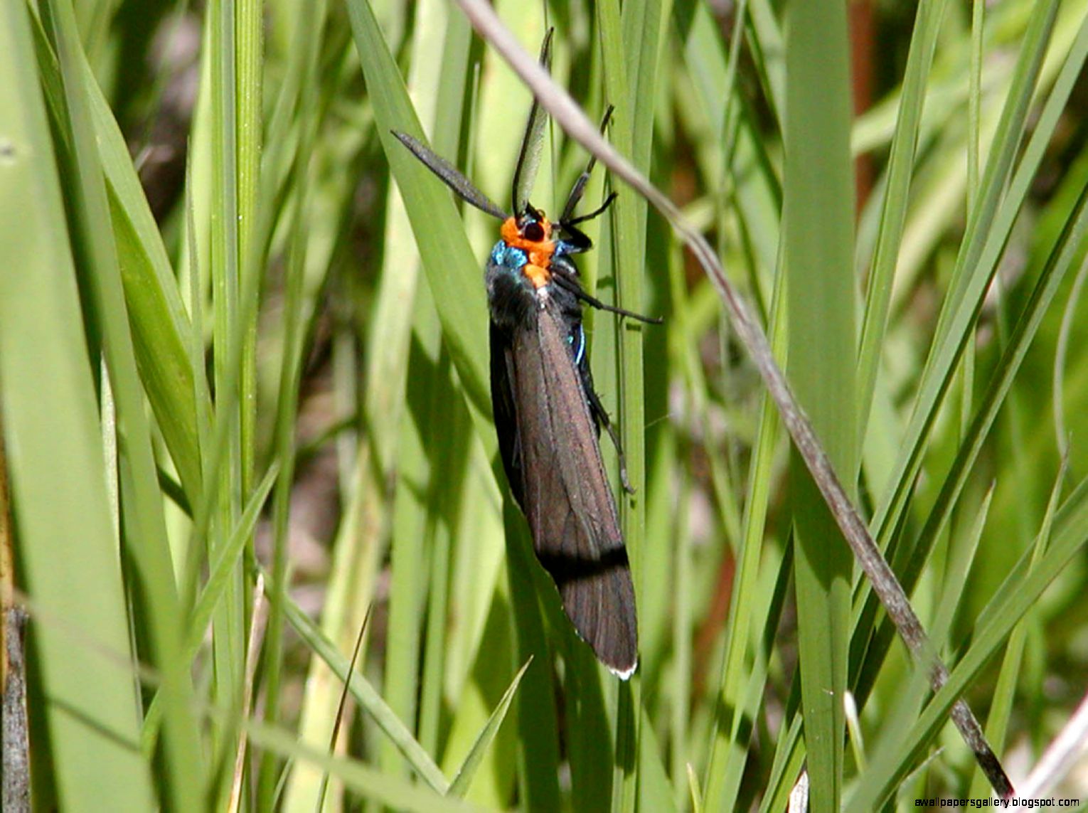 Prairie Insects Prairie Insects