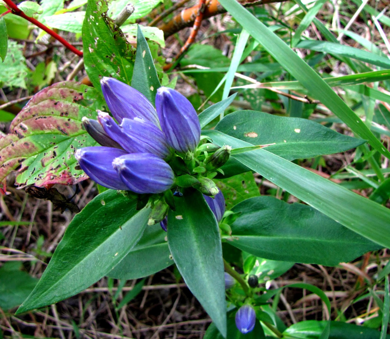 Plant of the Day Plant of the day is Gentiana andrewsii