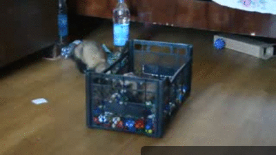 Funny animal gifs - part 108 (10 gifs), ferrets playing