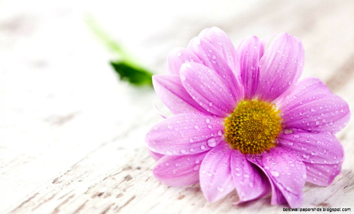 Beautiful flower 133197 High Quality and Resolution Beautiful flower 133197 High Quality and Resolution