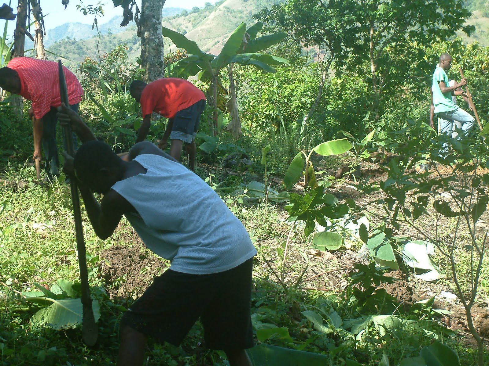 Thede Connection- HAITI: March 14 Plants, trees and Kid's Club