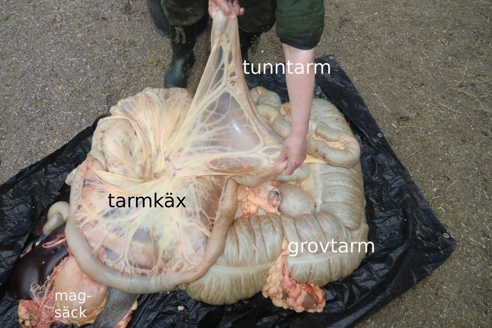 Horse Abdominal Anatomy