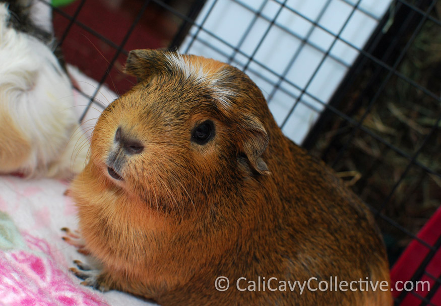 Cali Cavy Collective a blog about all things guinea pig Piggy Veggie