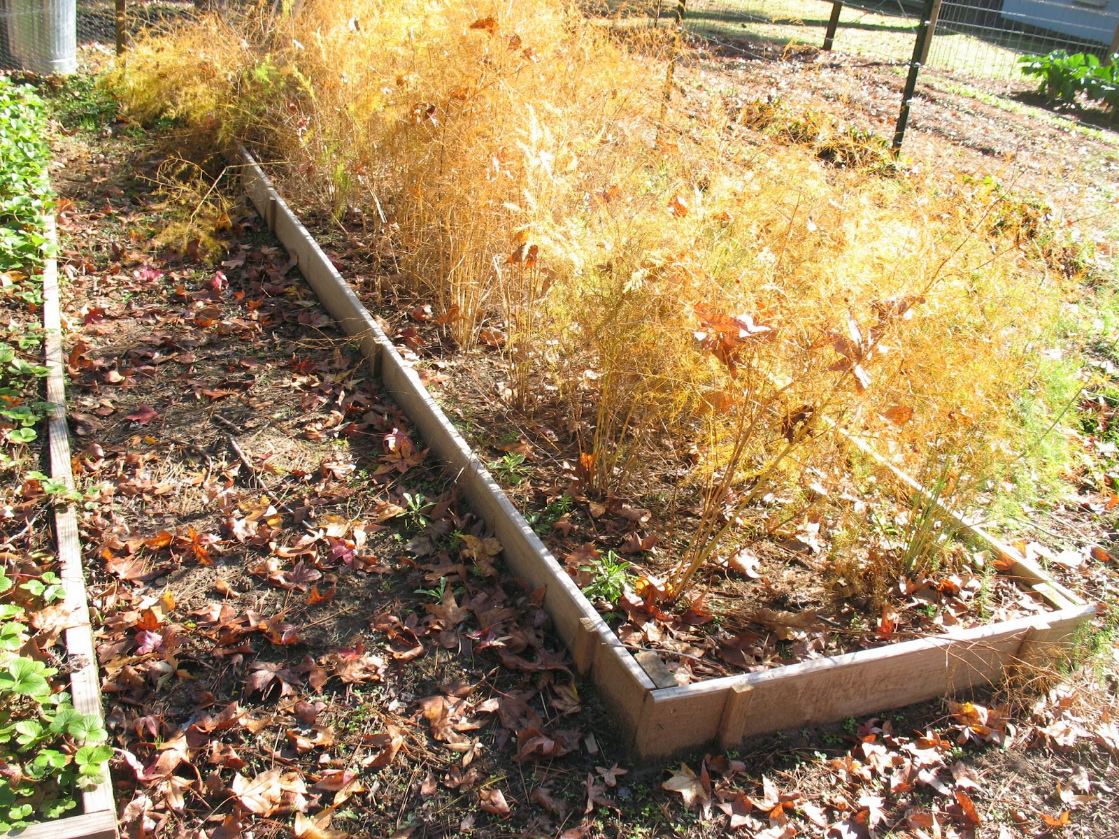 Sensible Survival Winter Care for Your Asparagus Beds