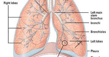 Anatomy Made Easy: What is inside the lungs