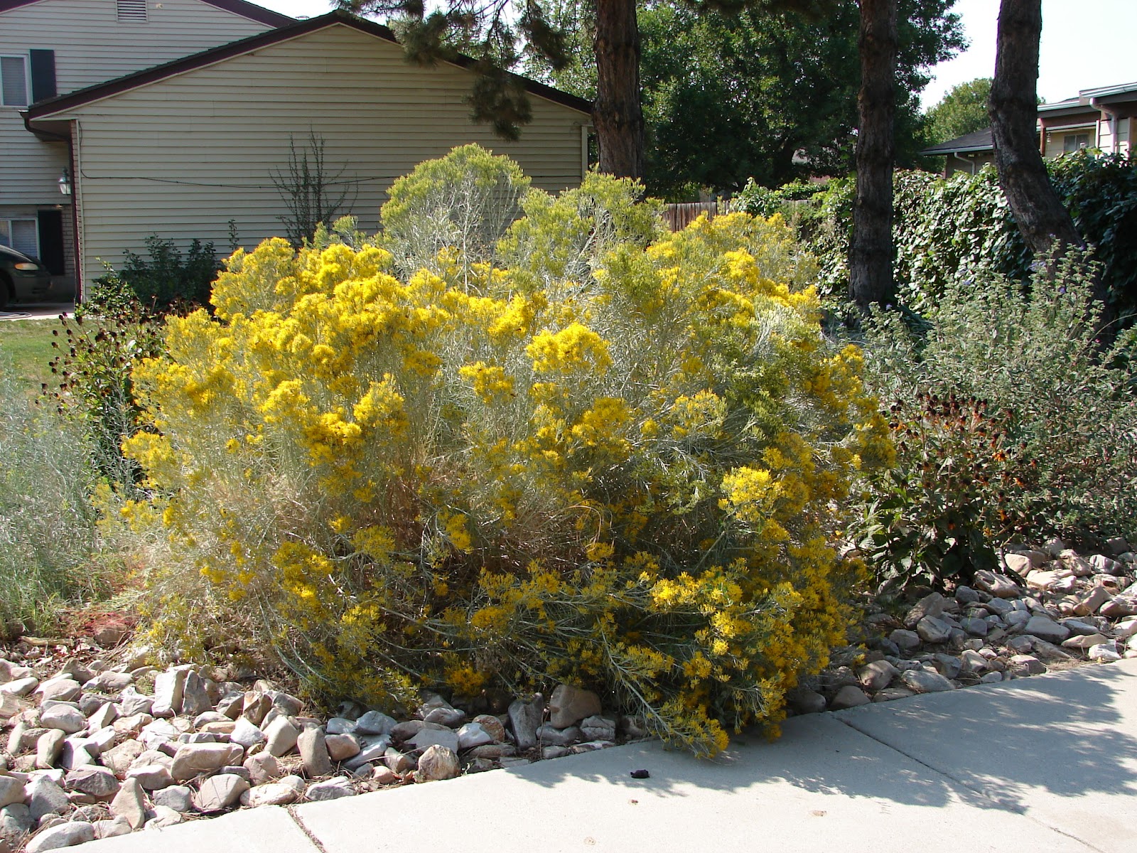 New Utah Gardener Rubber Rabbit Brush A Utah Favorite!