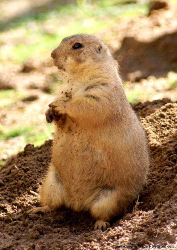 Prairie Dog   ZooBorns Prairie Dog   ZooBorns