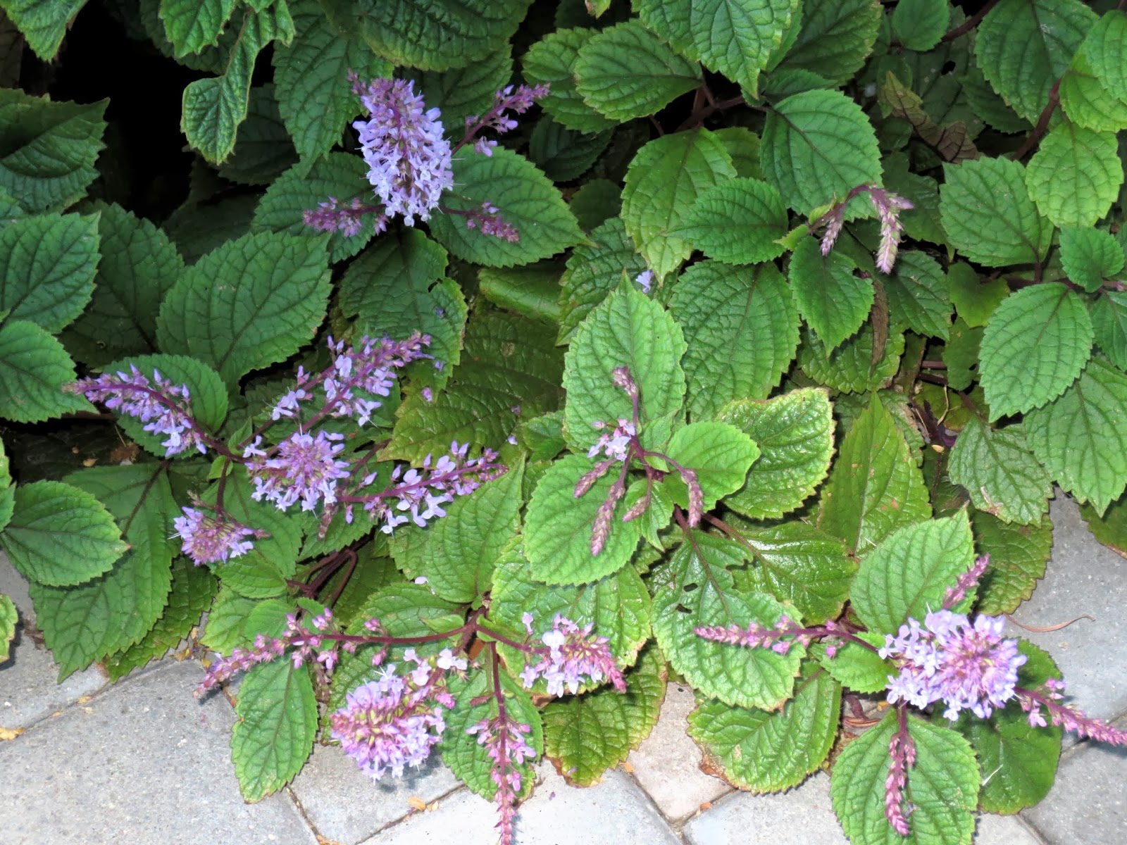 Late to the Garden Party My favorite plant this week Plectranthus