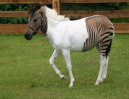The Muddle-Headed Mamma: A Zorse is a Zorse, of Course of The Muddle-Headed Mamma: A Zorse is a Zorse, of Course of