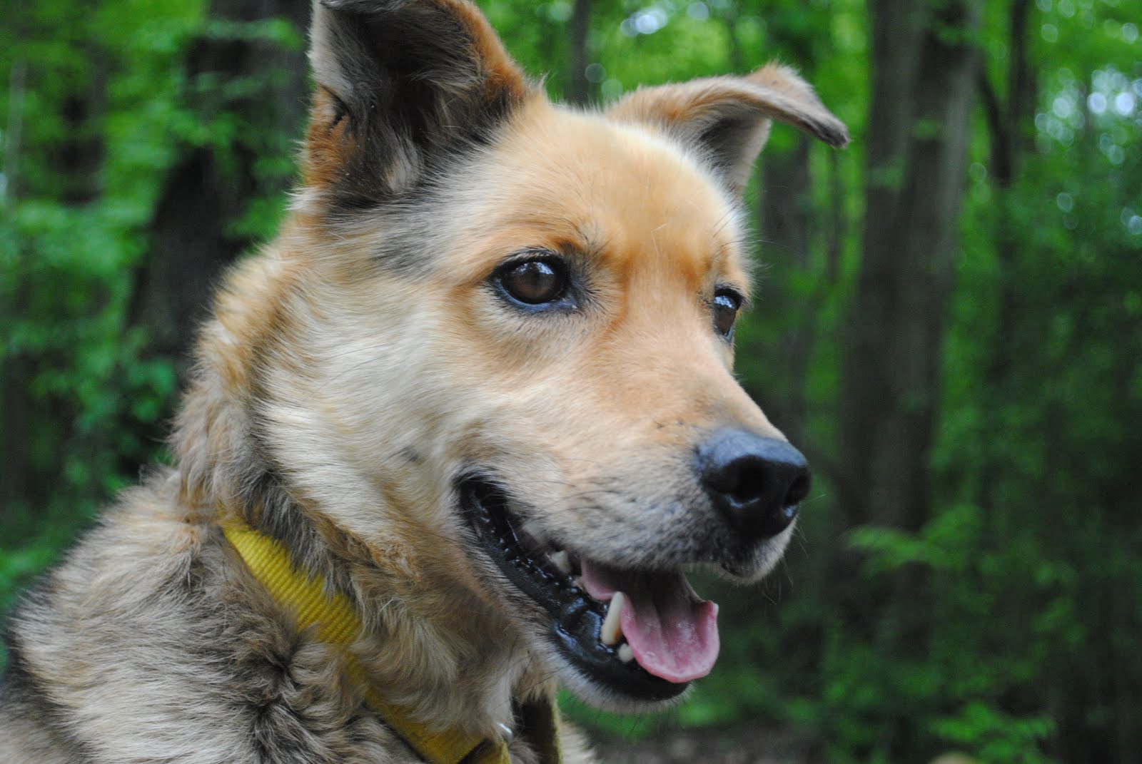 Can Lyme Disease Lay Dormant In Dogs