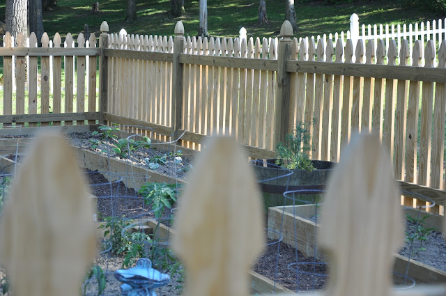 Comfy Cozy: My Soon to be White Picket Fence Garden