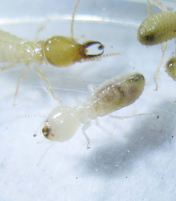 A worker and soldier of Coptotermes curvignathus termite