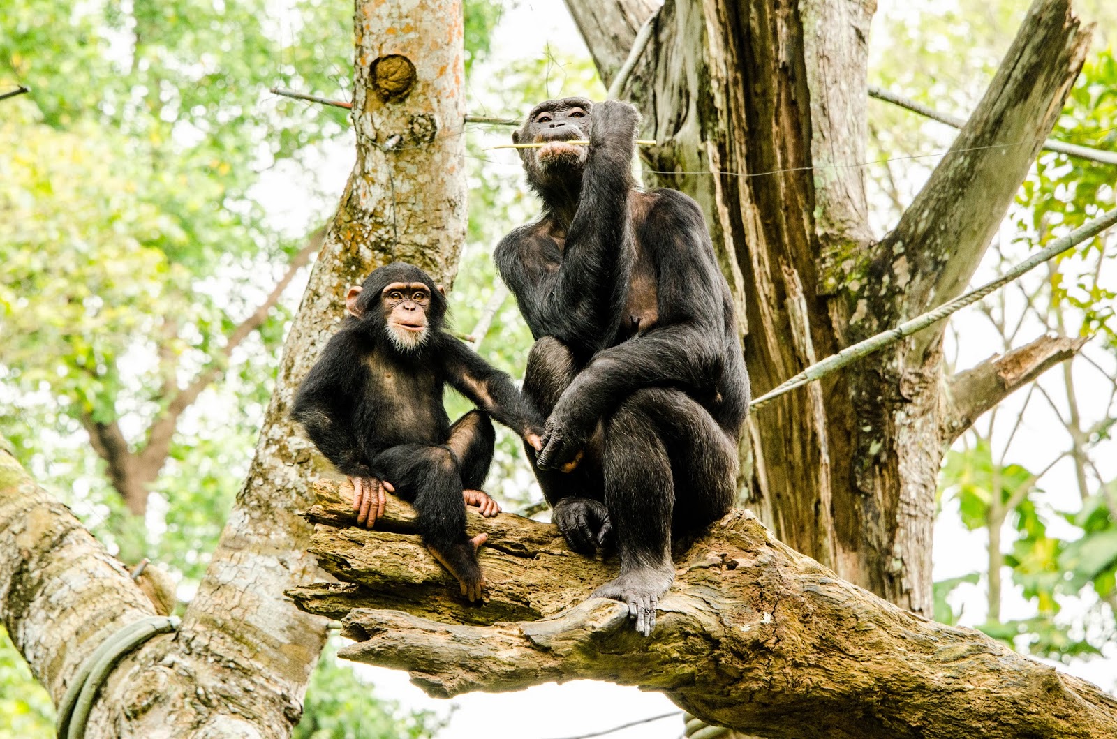 Chimpanzees Singapore Zoo