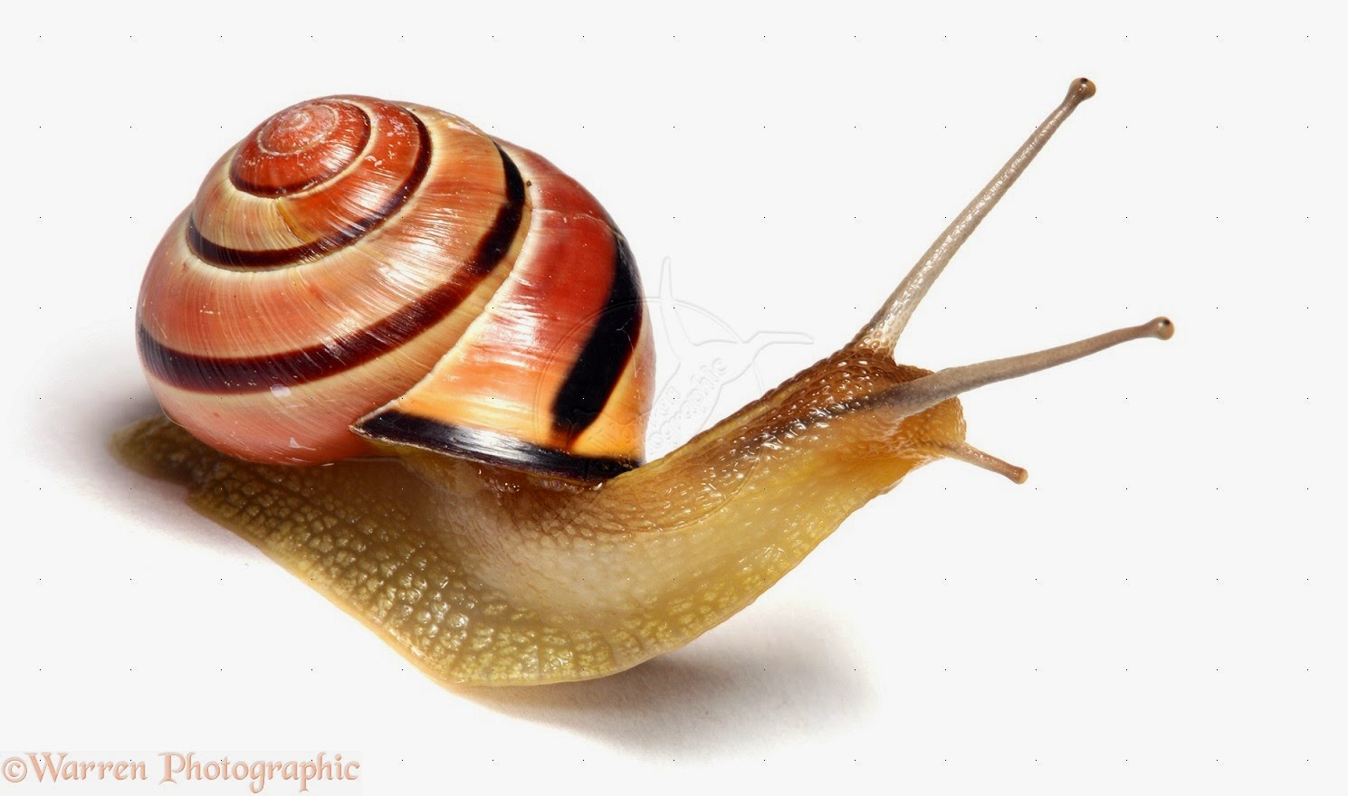 French Vocabulary Illustrated limaçon