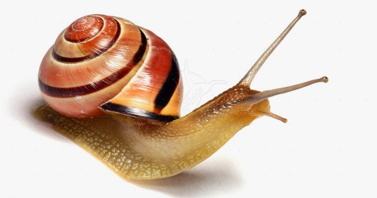 French Vocabulary Illustrated limaçon