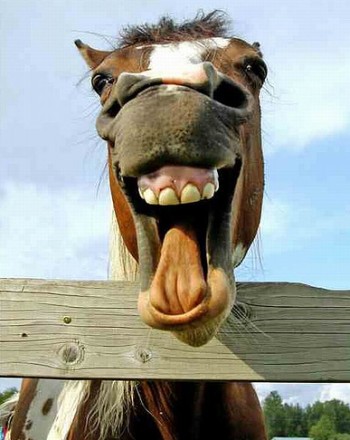 Animal Picture pile Funny animal pictures funny. Animal Picture pile Funny