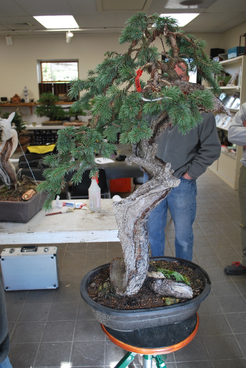 The Bonsai Society of South Jersey Ryan Neil 3Days at Natures Way