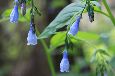 [Boraginaceae] - Mertensia paniculata – Tall Bluebells