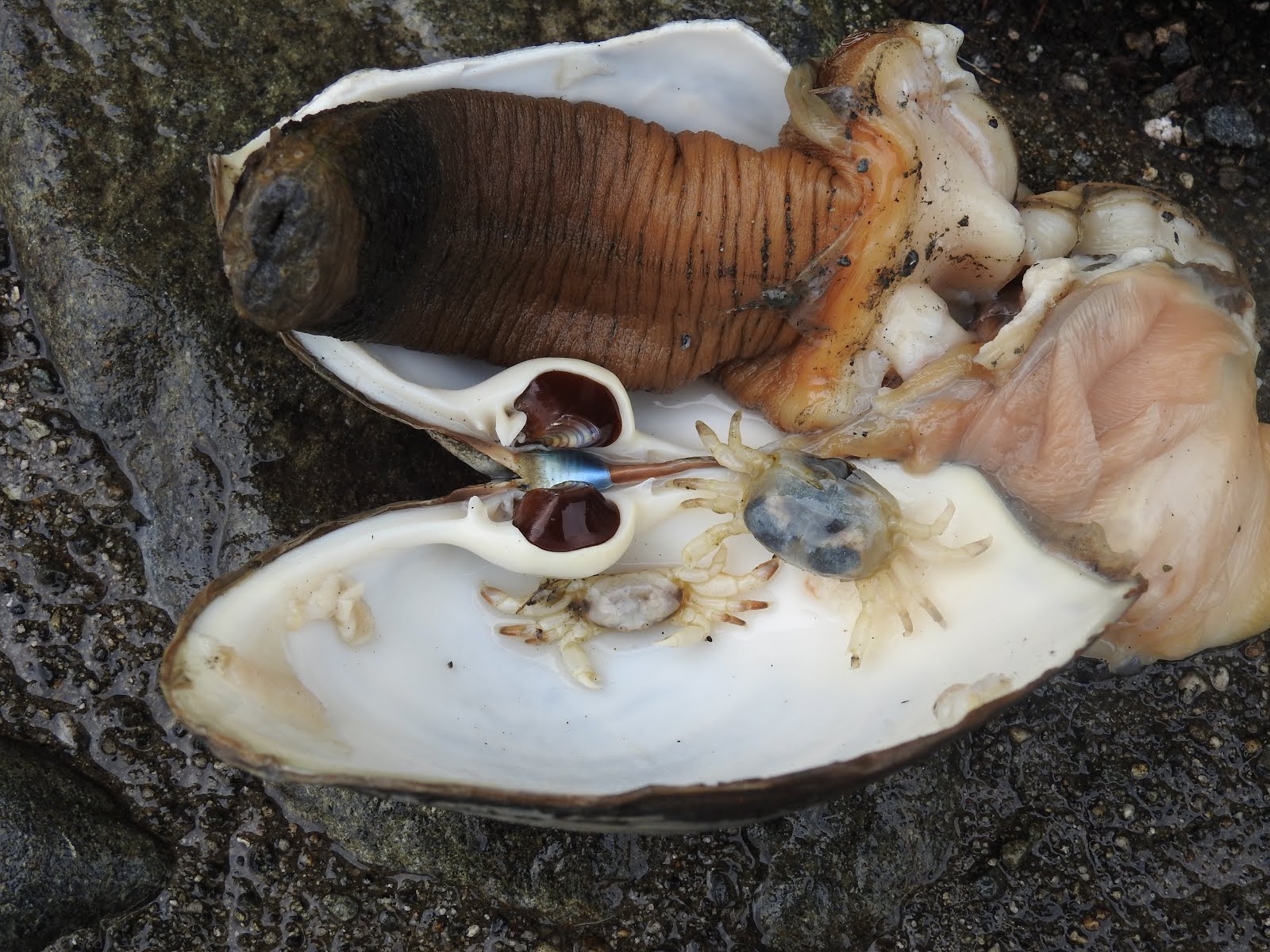 SITKAVORES CLAMS