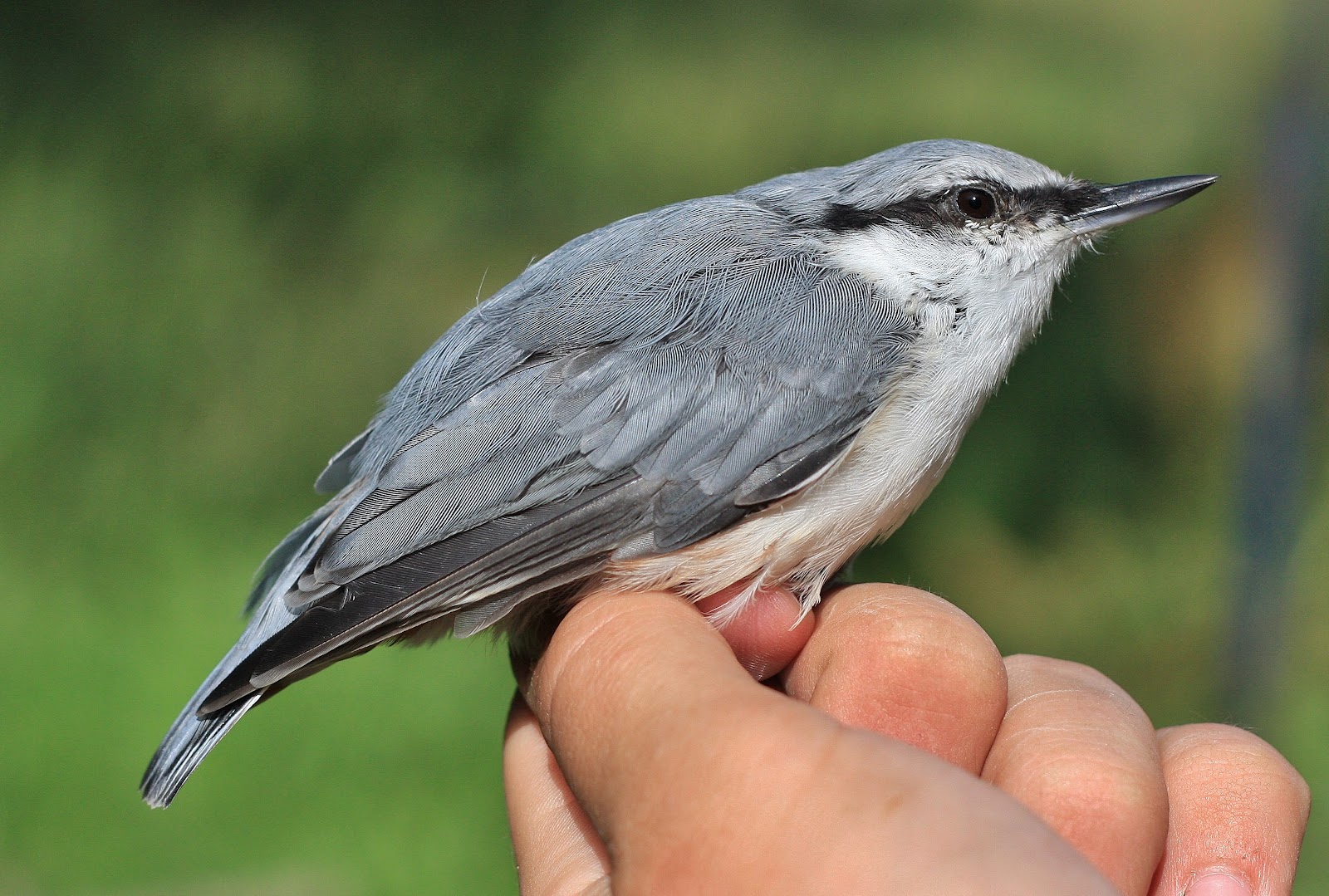 Zac Hinchcliffe's Birding Blog: Kvismare fågelstation, Sweden - Day 10