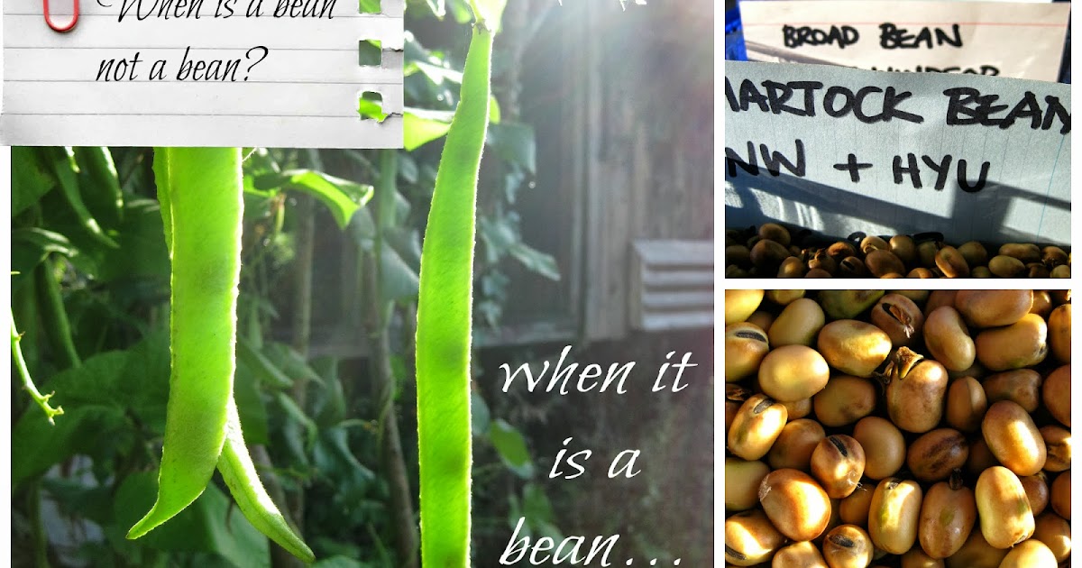 up the garden path when is a bean not a bean?