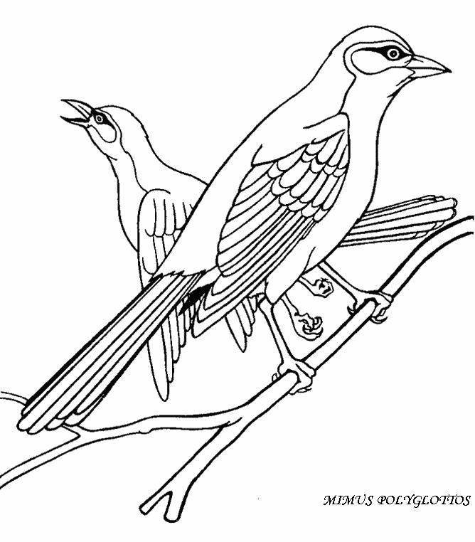 Bird Coloring Pages Rspb