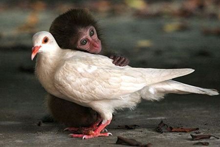 monkey-bird.jpg