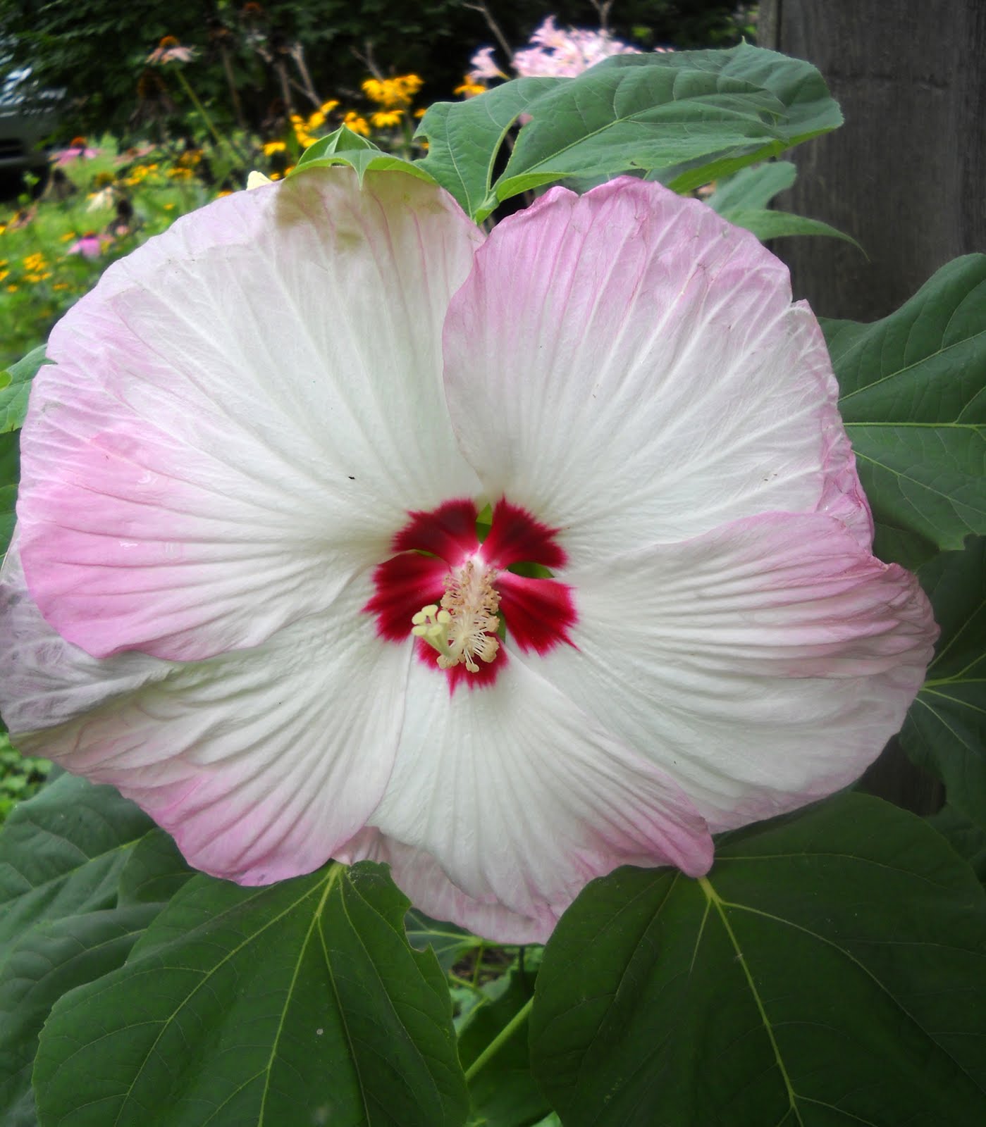 Larry�s Creative Zone Dinner Plate Hibiscus…….. Larry�s Creative Zone Dinner Plate Hibiscus……..
