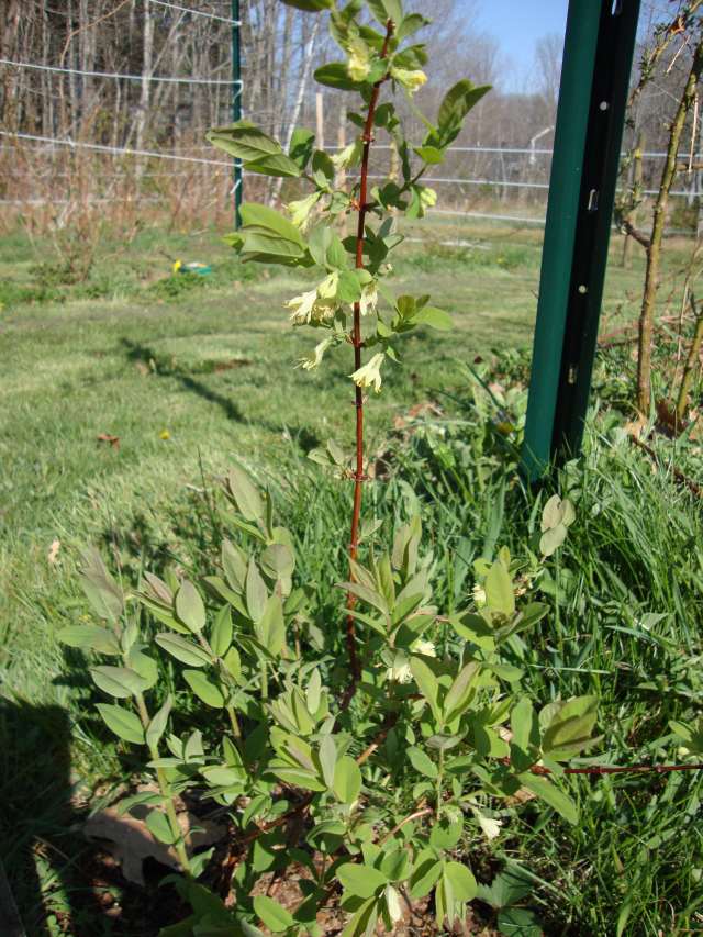 Haskap USA Zone 5b Maine Borealis and Tundra Haskap Blossoms