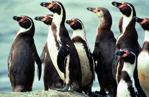 Life of Penguins: Penguin Species and Taxonomy