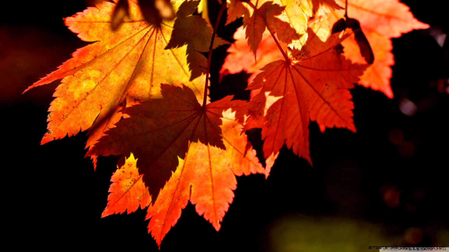 Autumn Leaves HD desktop wallpaper High Definition Fullscreen Autumn Leaves HD desktop wallpaper High Definition Fullscreen