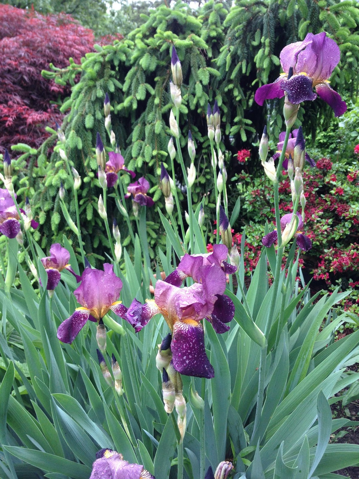 Gardening and Gardens Iris Bearded, Siberian and Japanese