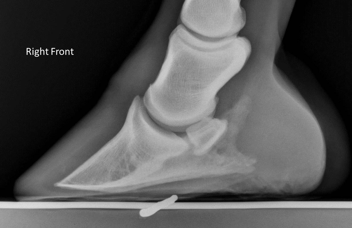 Michael Porter, Equine Veterinarian Thin Soles in a Horse!!