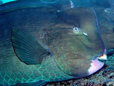 Green Humphead Parrotfish, Bolbometopon muricatum