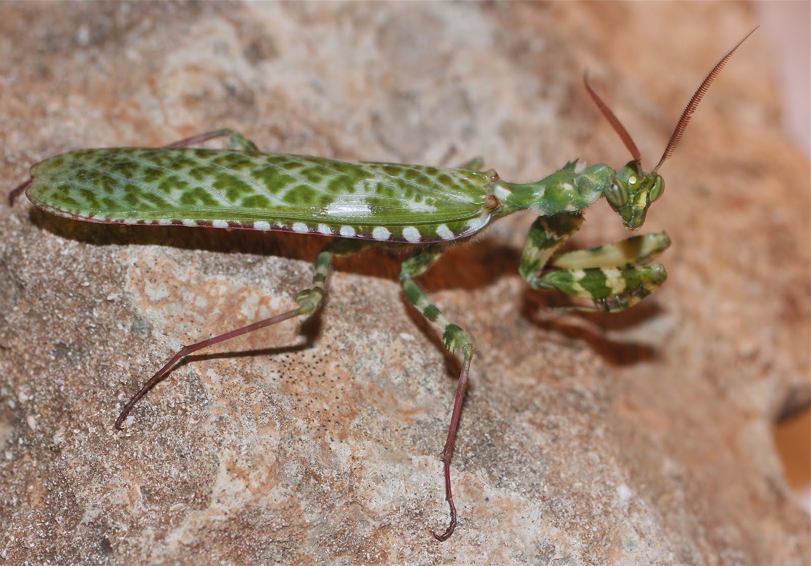 African Devil Mantis
